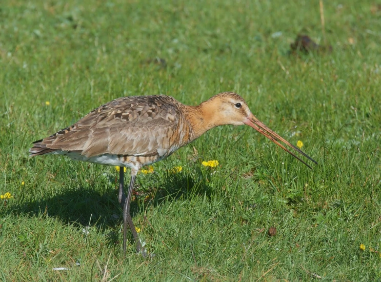 the long legged bird is standing on the green grass