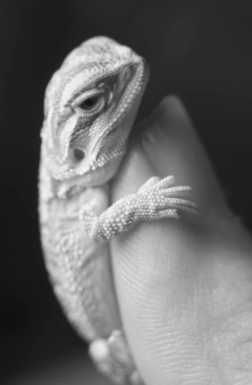 a small white lizard is sitting on a person's hand