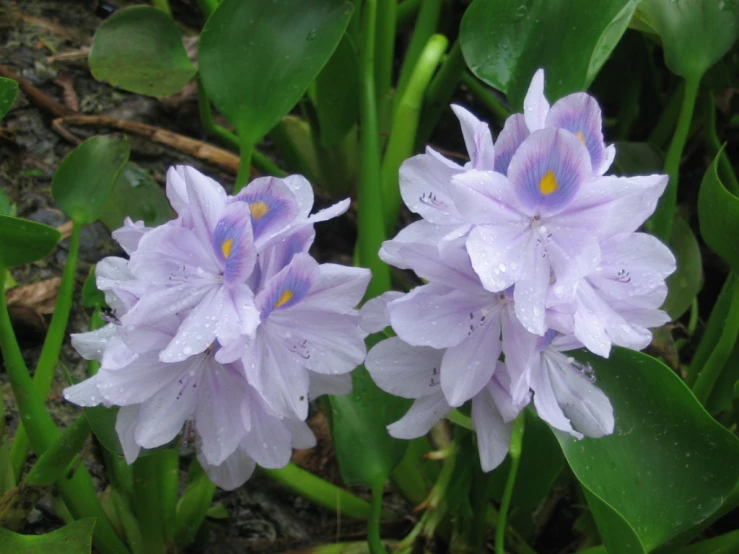 two lavender colored flowers with leaves growing in the background