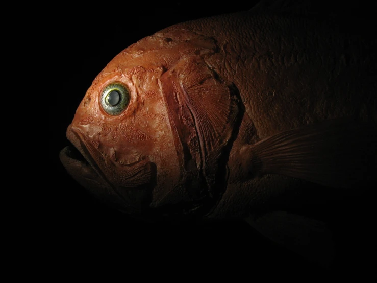 a large fish is pographed with a dark background