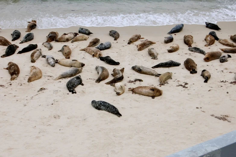 some sea animals on the sand and water