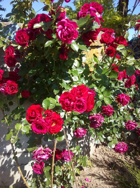 roses in a bush next to a building