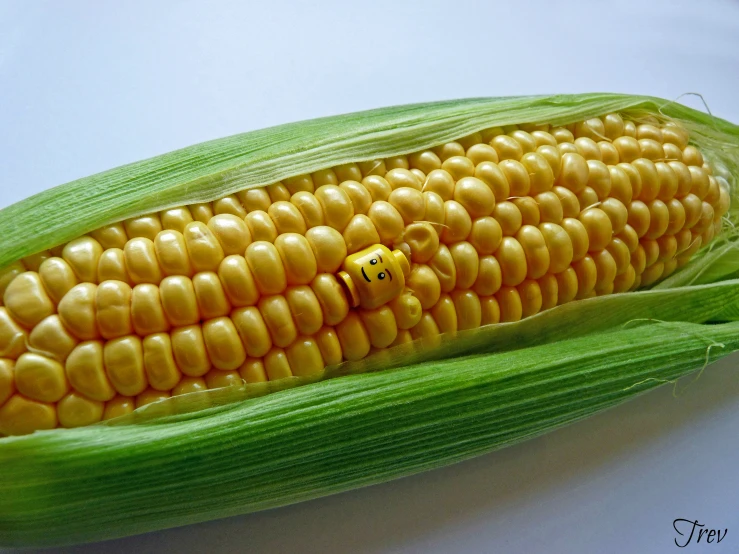 there is a yellow bug on top of a fresh corn