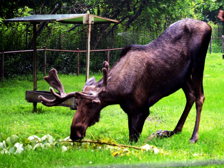 an image of moose eating some green grass