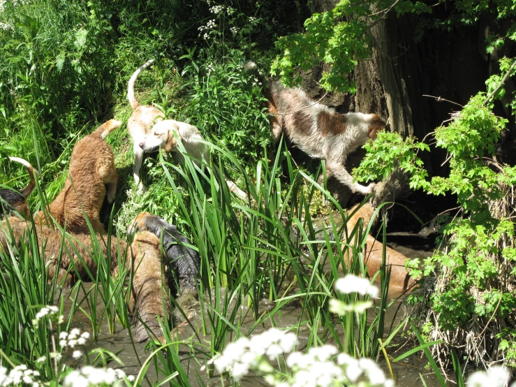 two goats in a lush green forest area