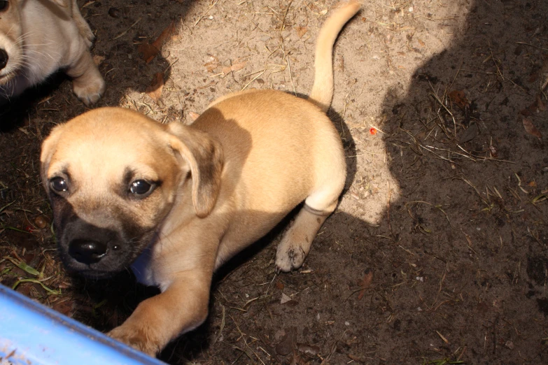 two brown puppy puppies playing in dirt with one laying down