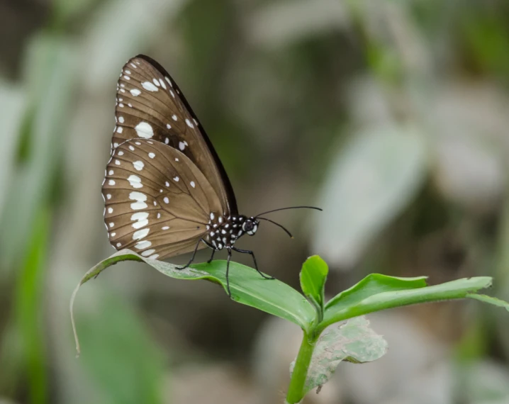 a erfly with spotted white on it's wings