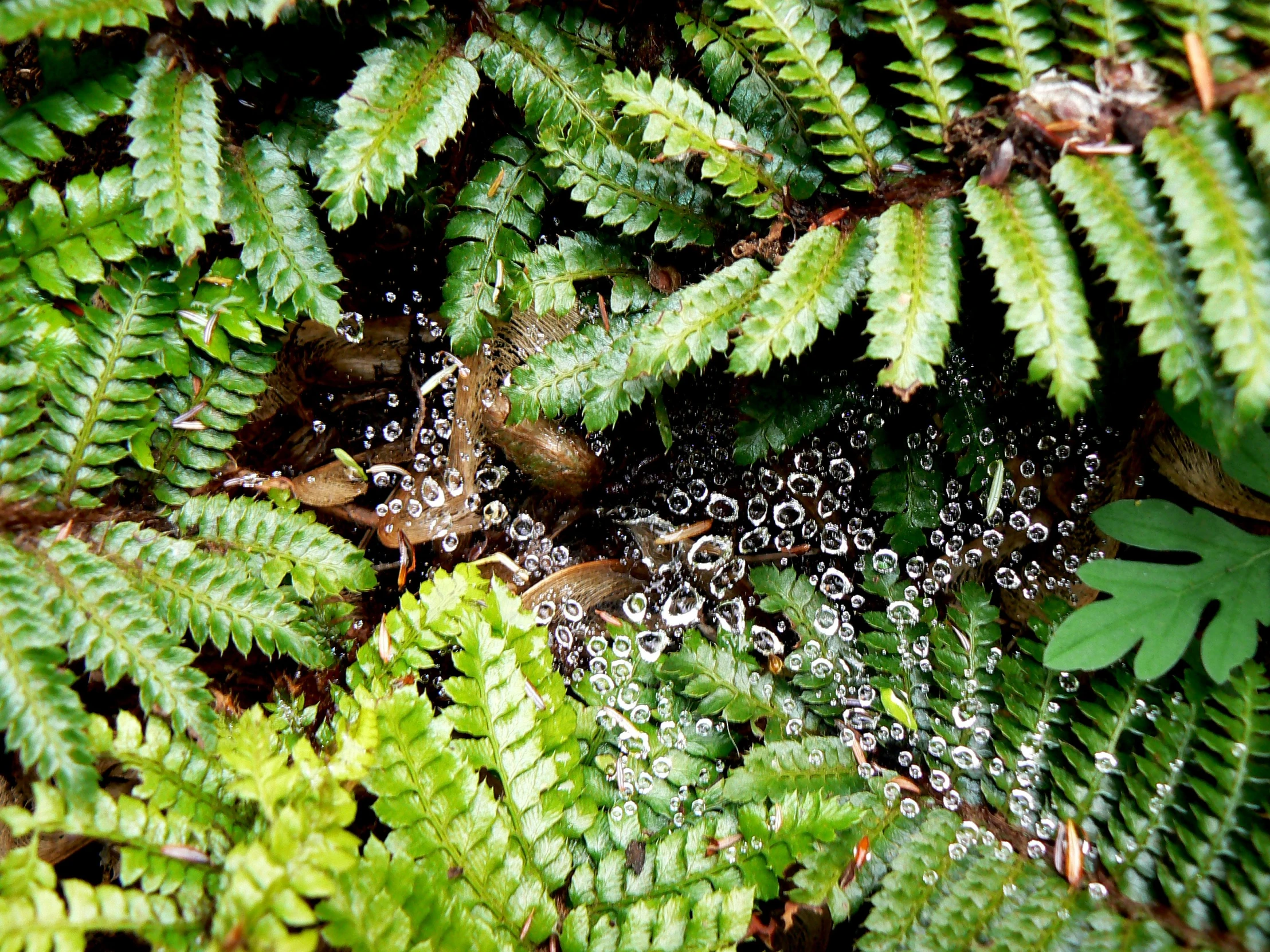 a large group of leaves that have dew on them