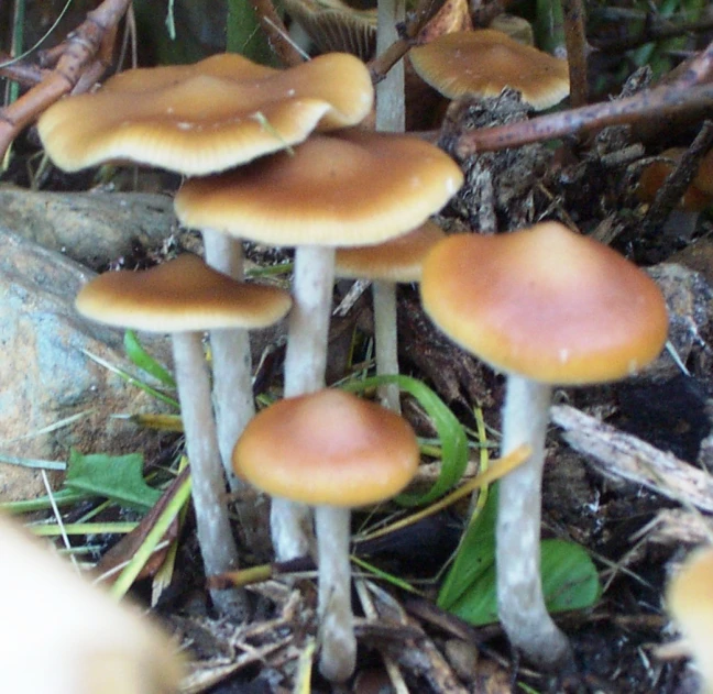 three orange mushrooms are growing in a grass area