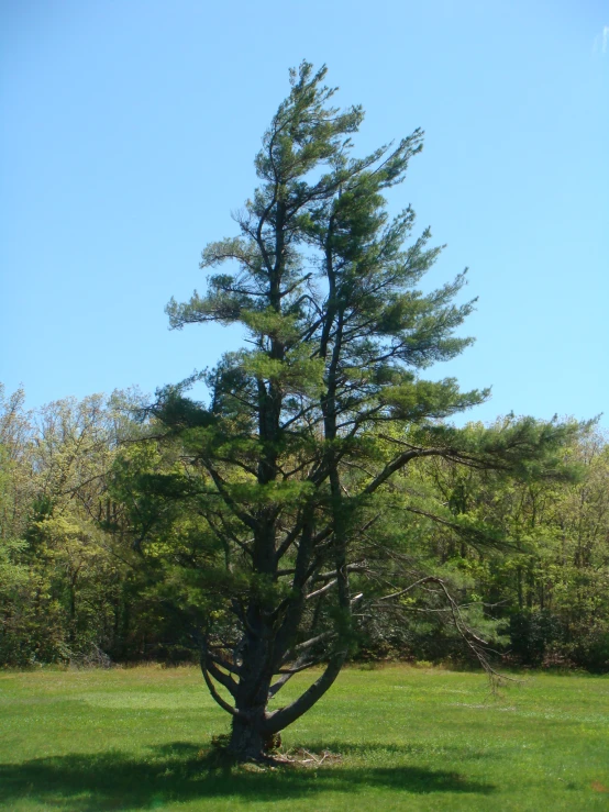 an empty tree surrounded by grass and trees