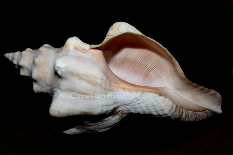 a small white and tan shell on a black background