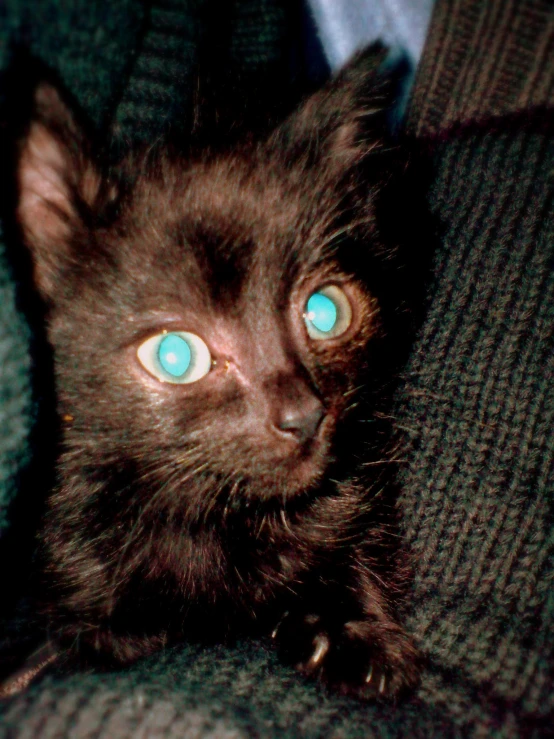 a close up of a kitten on a couch with blue eyes