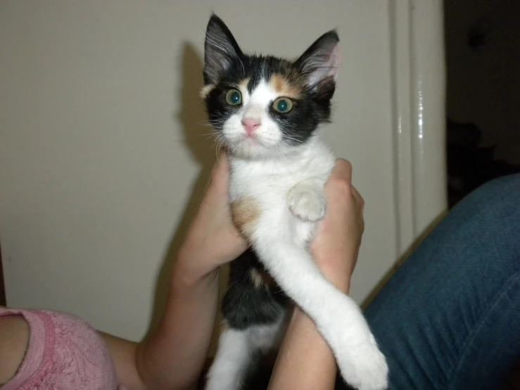 a small calico cat sitting on someone's arm