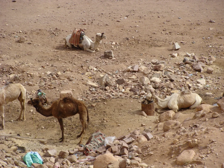 two camels sitting in a desert area on rocks and dirt
