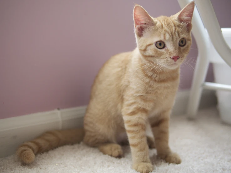 a beige cat is sitting by a chair