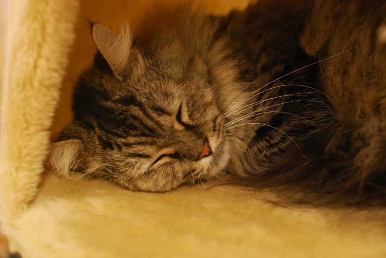 a cat sleeps in its bed on a table