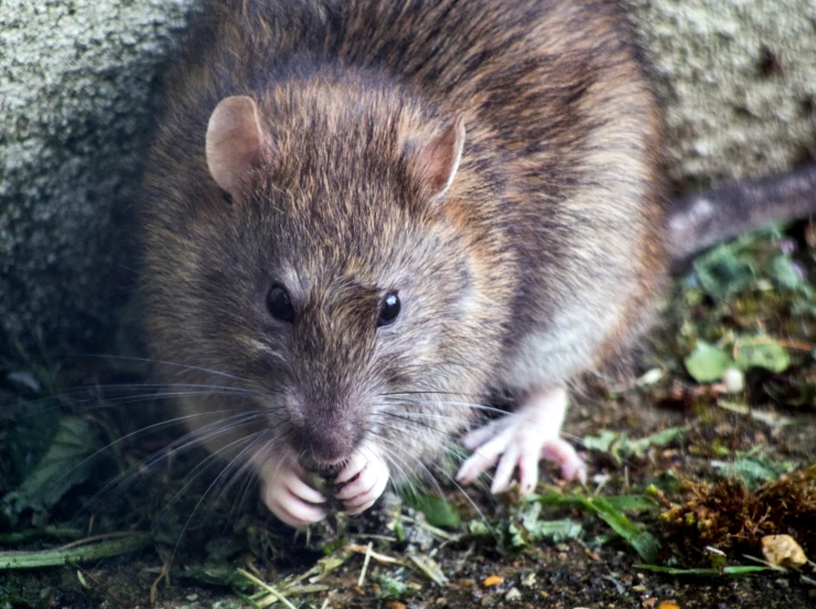 a rat with a long tail standing next to a rock