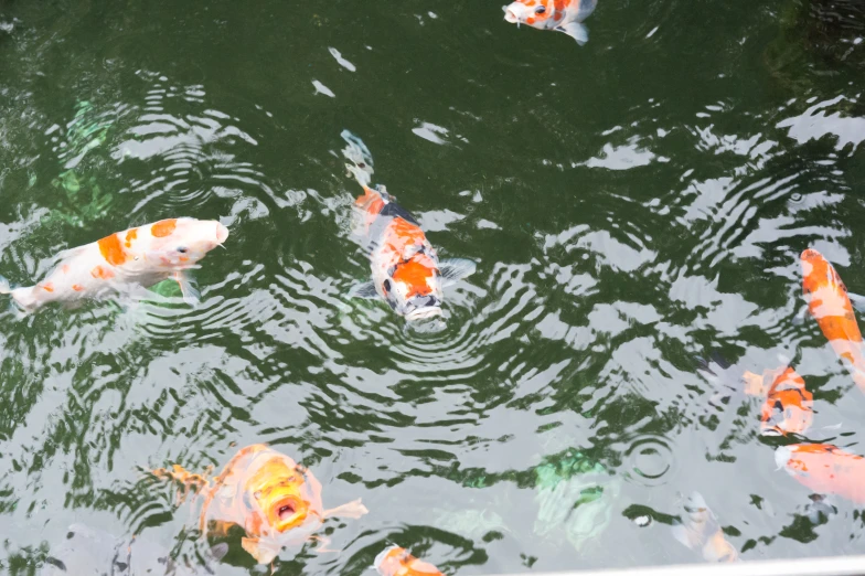 many orange and white koi fish are in the pond
