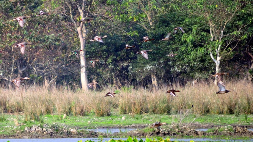 a bunch of birds are flying in the air over some water