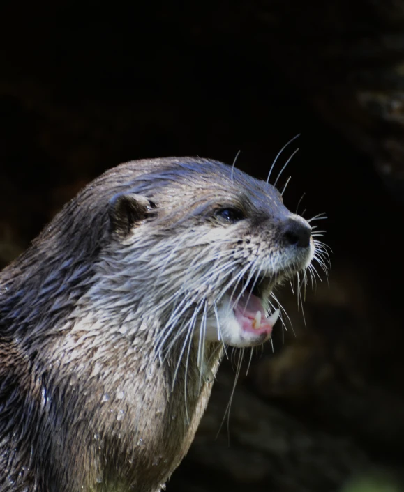 a wet otter looks up at soing in the distance