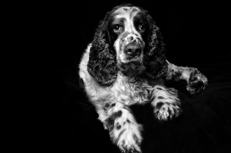 the puppy is black and white on the black background