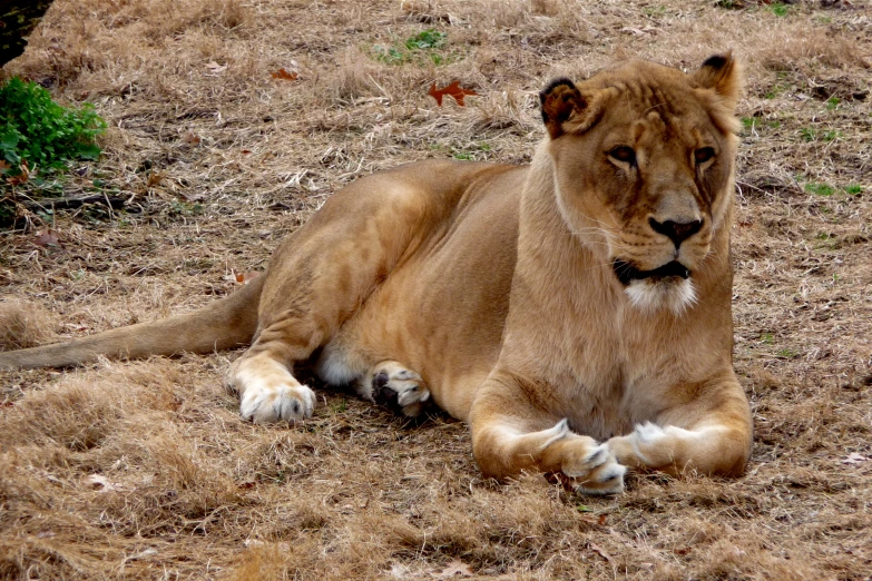 a young lion resting in the dry grass