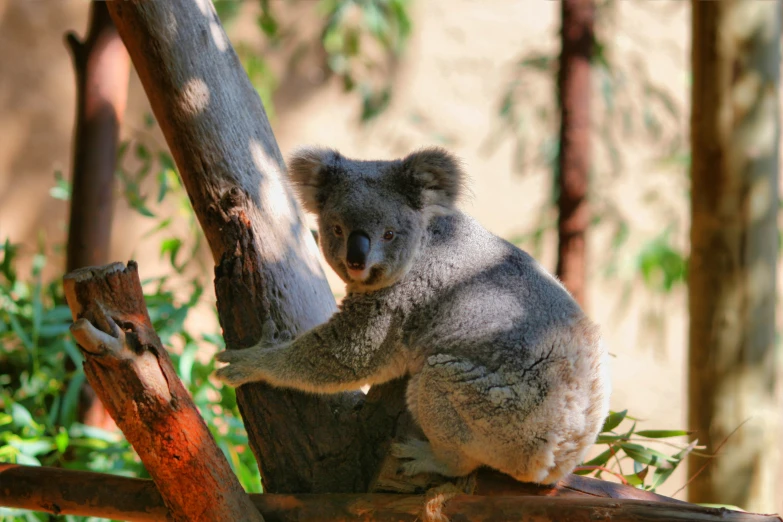 a koala bear sitting on top of a tree nch