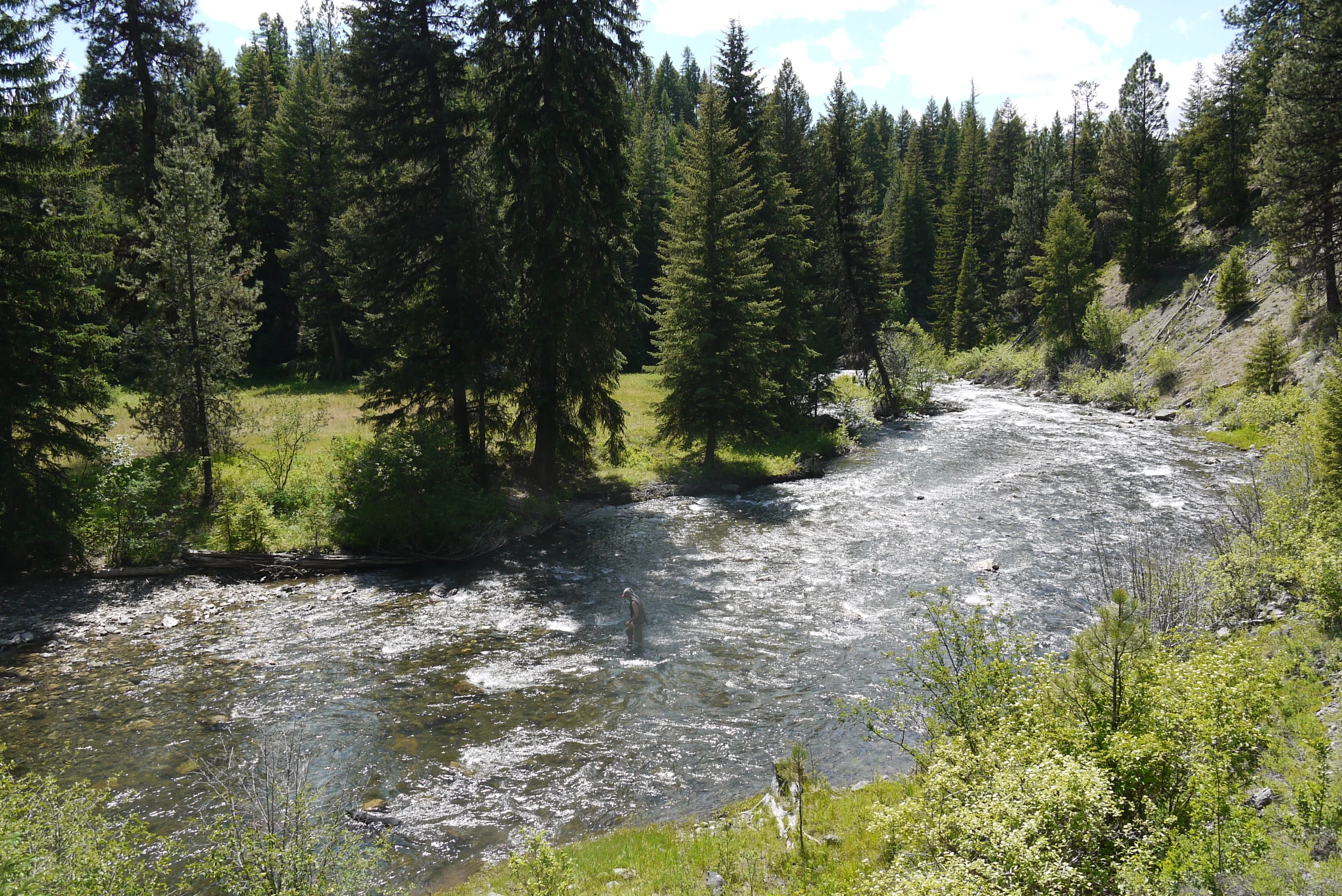 some trees water and dirt a stream and trees