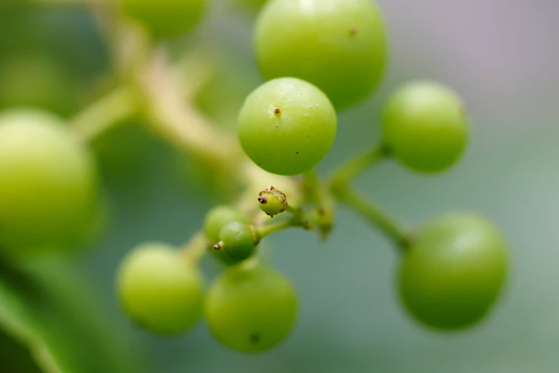 a green stem with small berries hanging from it