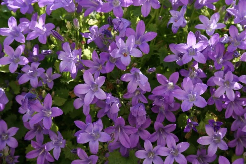 purple flowers are on the stem and one plant is starting to bloom