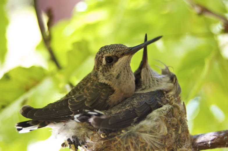 a baby bird is feeding from its mother's beak