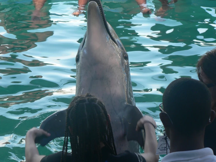 two girls are touching a dolphin as another man looks at it