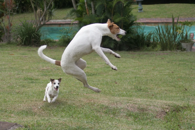 a dog standing up on it's hind legs in the air while another dog watches