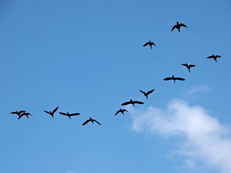 the birds are flying in formation in the sky