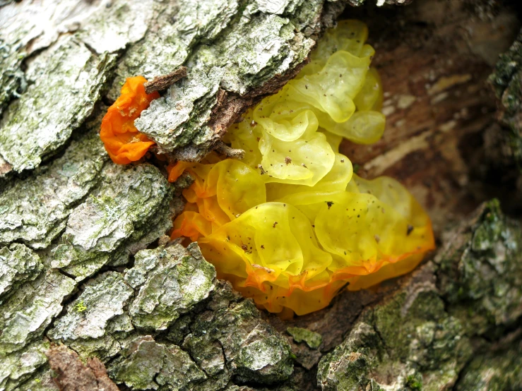 there is a small orange and white substance embedded in a tree