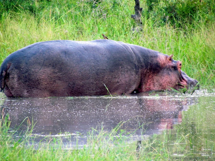 a hippo in the water looks to its left