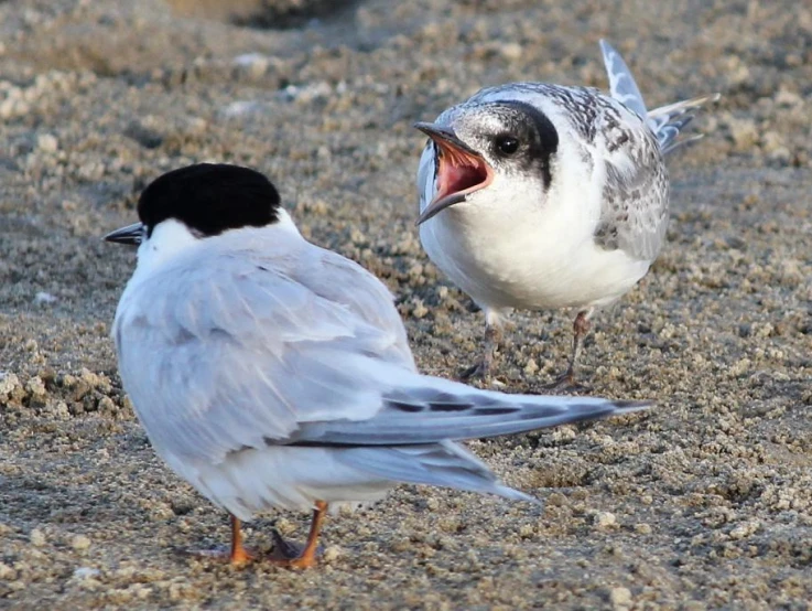 a white and black bird and a bird on the ground