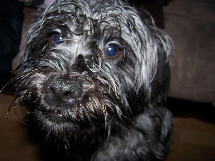 a small grey dog is looking to the side with big eyes