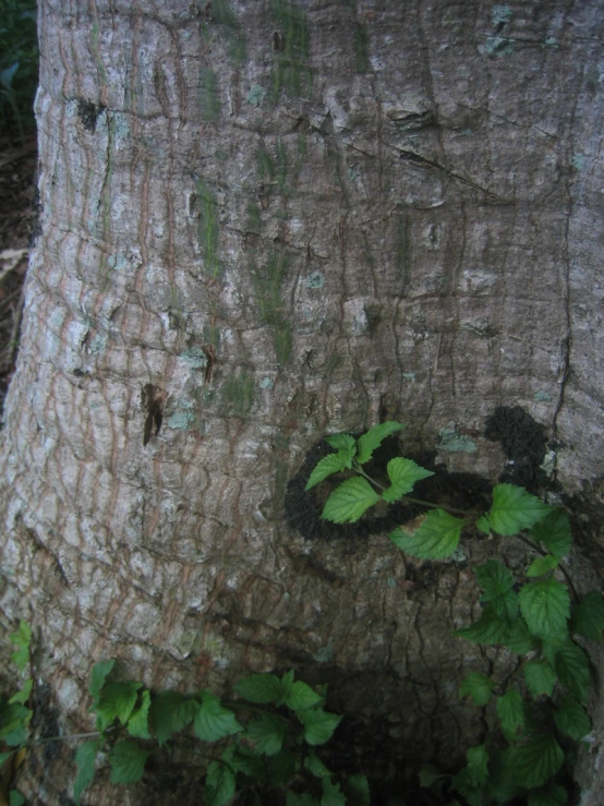 a tree is growing and a bird has been taken to the bark