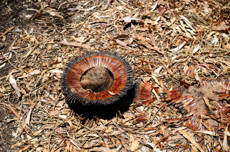 a group of brown and black items on some wood chips