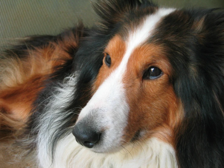a collie is sitting down looking straight ahead