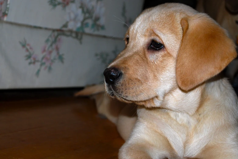 a close up of a dog sitting on the ground