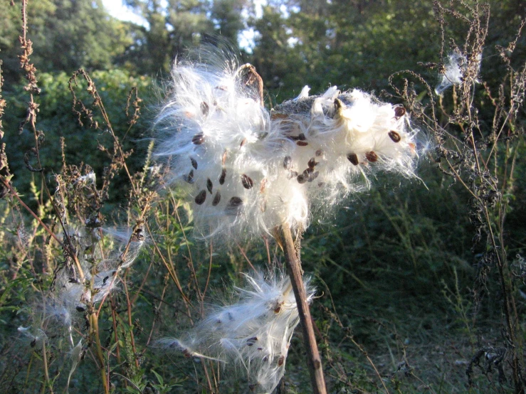 close up image of a seed that is growing in the forest