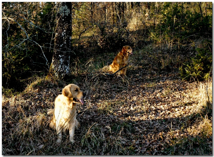 two dogs on the side of the road looking at each other