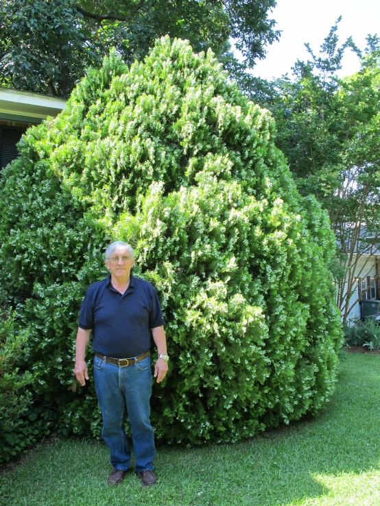 man standing near shrubs in residential garden setting