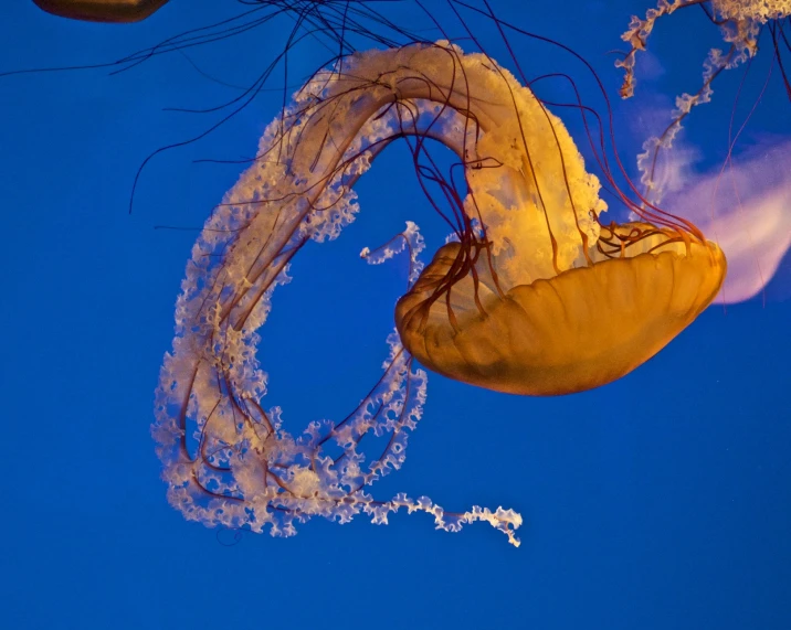 close up of jellyfish under a blue sky
