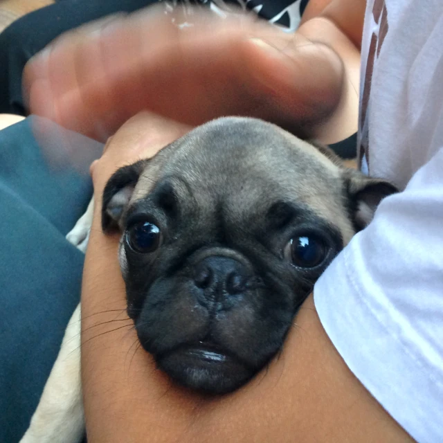 a small dog that is lying down on someones lap