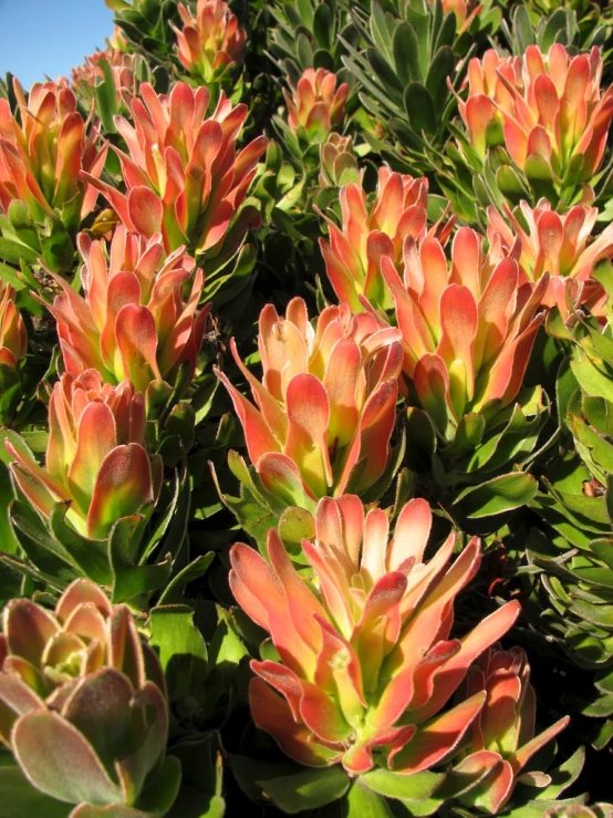 many bright green, red and orange succulents blooming in the sun