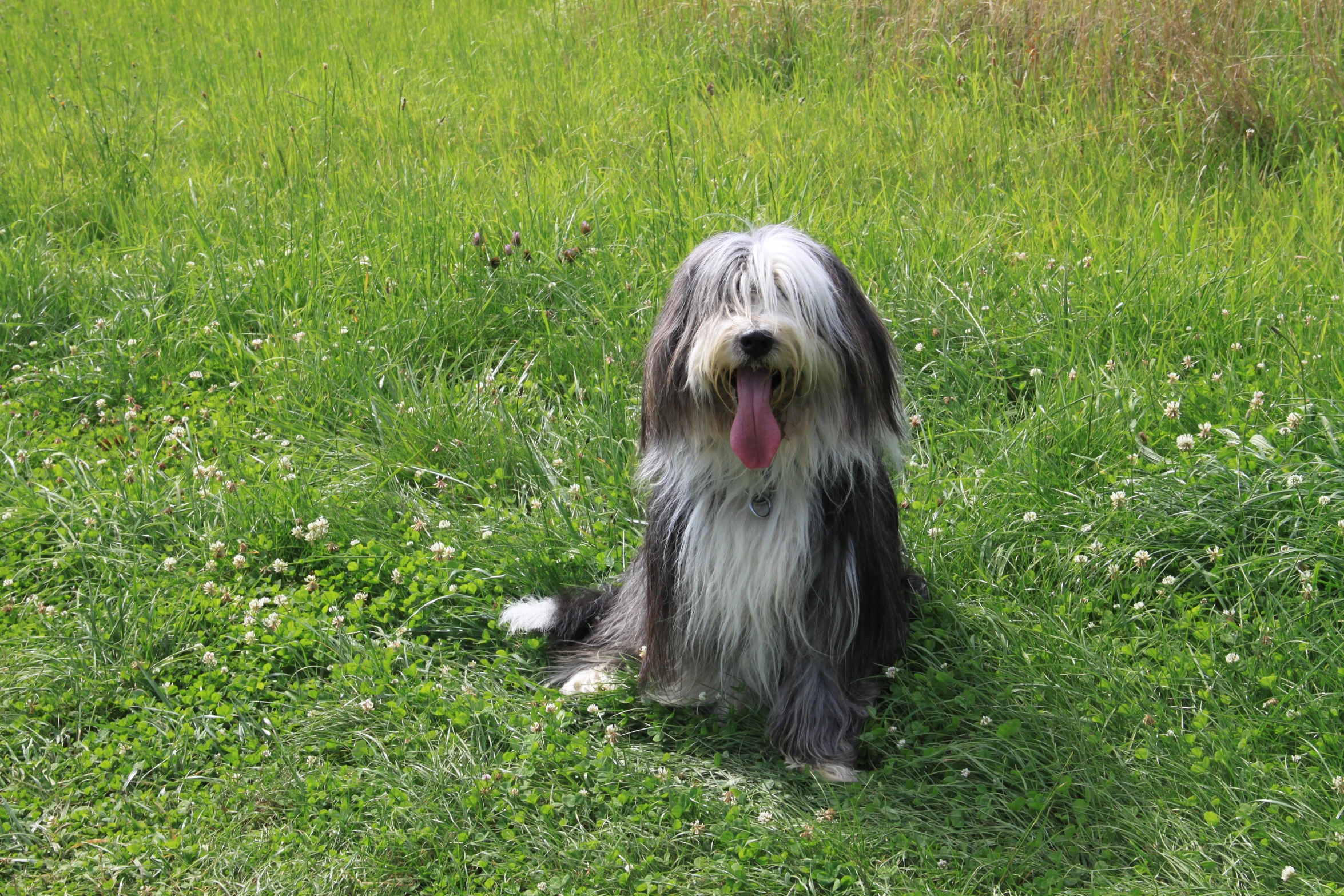 this dog looks like he's having fun in the grass