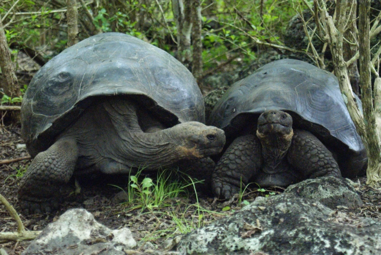 two large and baby tortoises are playing in the wild